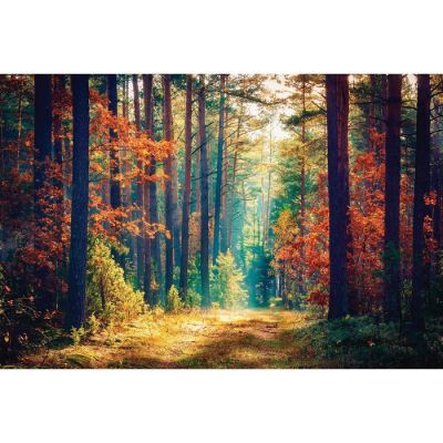 Фотобаннер, 300 × 200 см, с фотопечатью, люверсы шаг 1 м, «Осенний лес»