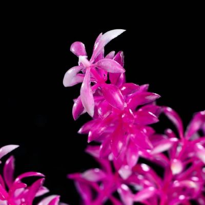 Растение искусственное аквариумное на платформе в виде коряги, 40 см, розовое