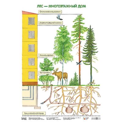 Плакат. Лес — многоэтажный дом, Николаева С. Н.