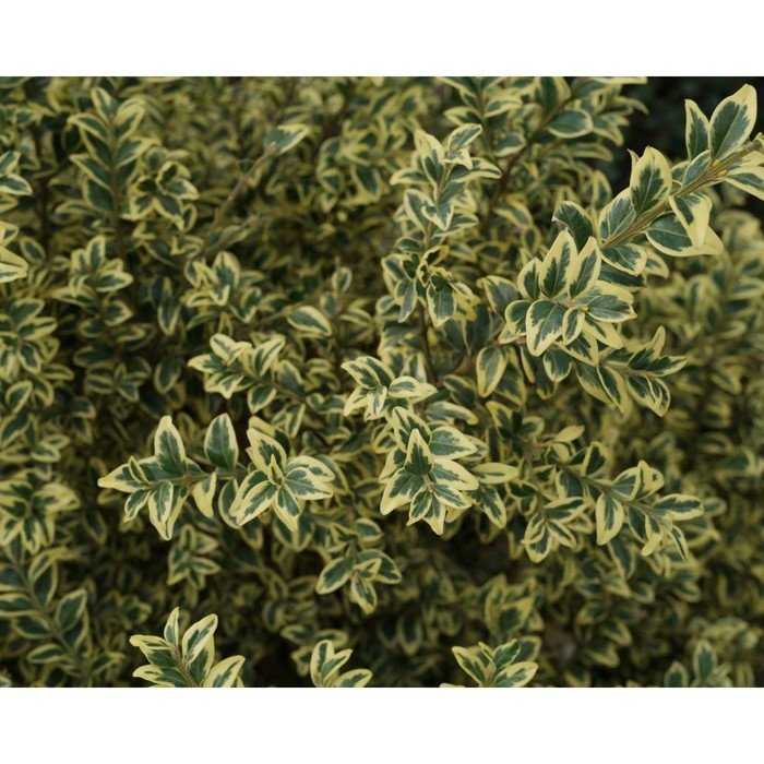 Самшит вечнозеленый Ауреовариегата (P9), 1 шт, Весна 2024