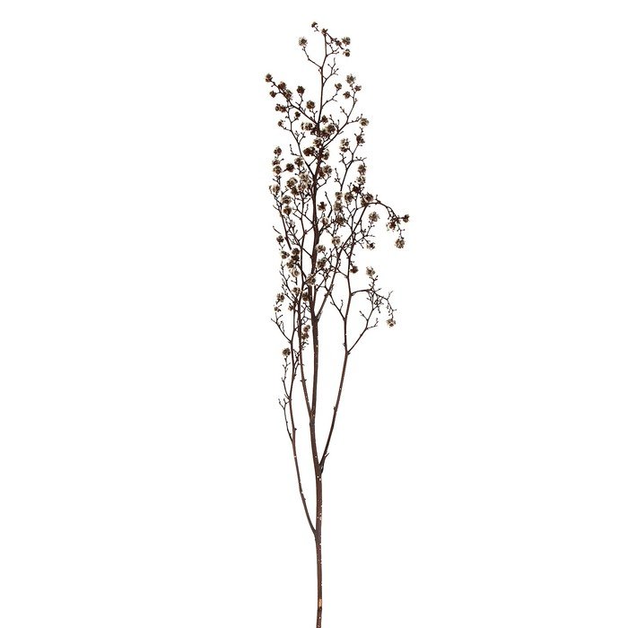 Сухие цветы «Молочай Миля» , 25 г, длина — 70 см, цвет белый
