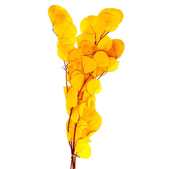 Сухоцвет персикого дерева, 50 г, длина — 70 см, цвет жёлтый