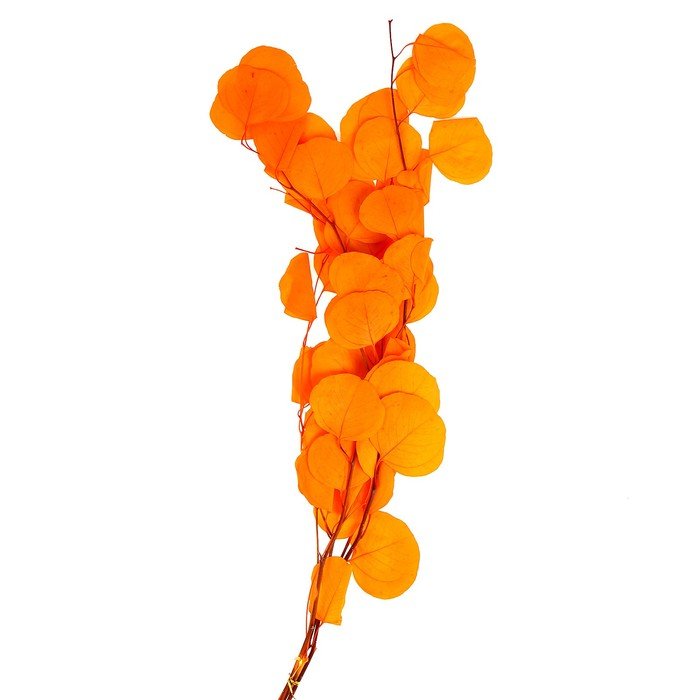 Сухоцвет персикого дерева, 50 г, длина — 70 см, цвет оранжевый