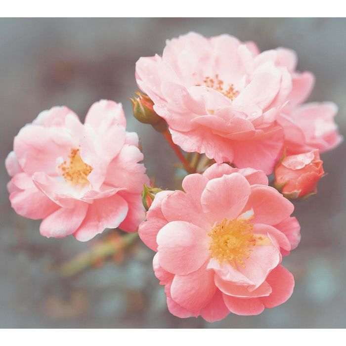 Фотообои "Цветущая ветка. Весна" 6-А-610 (2 полотна), 300x270 см