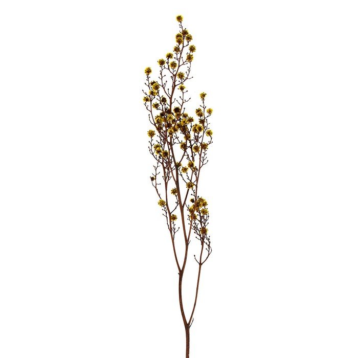 Сухие цветы «Молочай Миля» , 25 г, длина — 70 см, цвет жёлтый